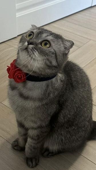 Воспитанная кошка Скотиш Фолд