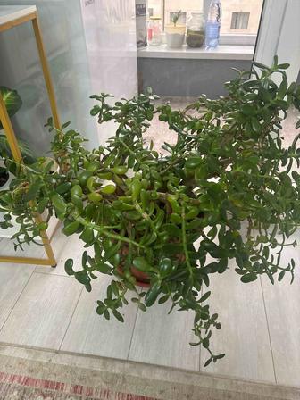 Продаю красивый большоой цветок Денежное дерево