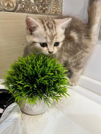 Продам британцев породистых котят