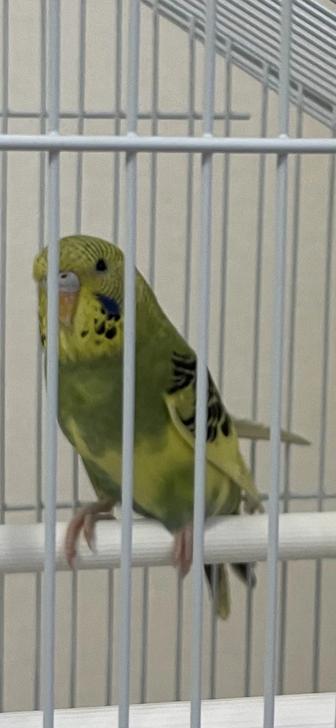 Отдам попугая бесплатно