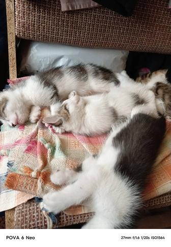 Отдам котят в хорошие руки