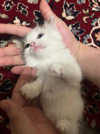 Отдам Бесплатно Котят Сибиркая
