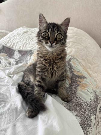 Котенка Отдам в добрые руки