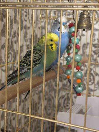 Продам двух попугаев