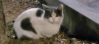 Очень ласковая кошка ищет дом/ новых хозяев
