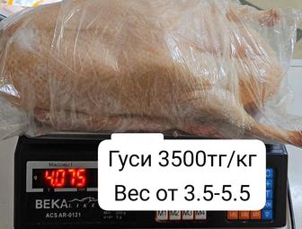 Продам гусей