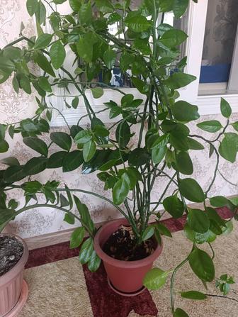 Цветы домашние