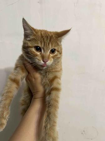 Котята отдам бесплатно