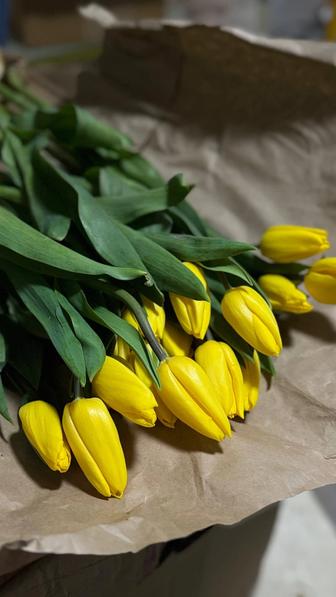 Тюльпаны Голландские