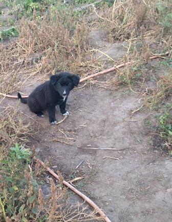 Отдам щенят в хорошие руки