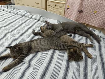 Отдам 2 котят в в ответственные руки