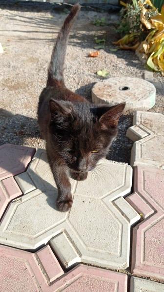 Отдам котенка в добрые руки