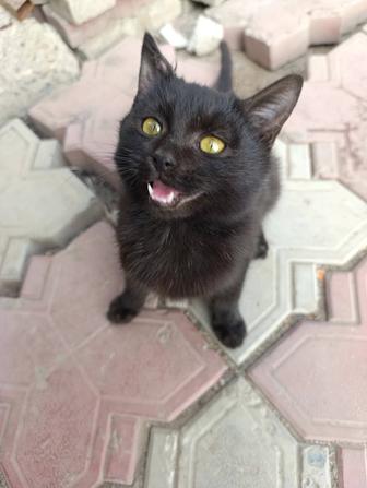СРОЧНО!!! Отдам котенка в добрые руки