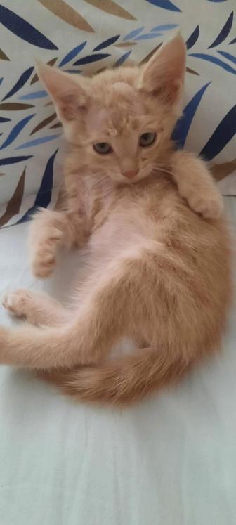 Рыжий котенок ищет дом