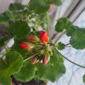 Герань красного алого цвета продам