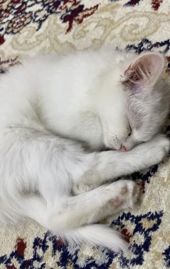 Отдам котенка