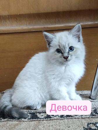 Котенок девочка ищет дом срочно!!!