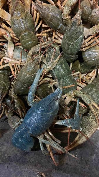 Принимаем Раков оптом