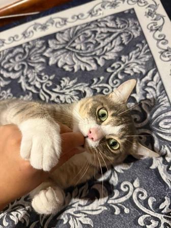 Приют для животных кошек и котиков