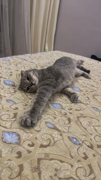 Шотландцы кошки