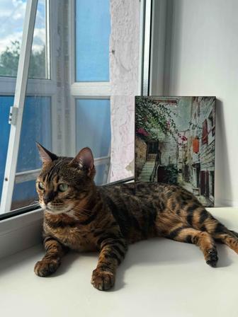 Продается кошка