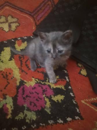 Котенок Буся