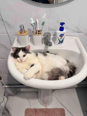 Отдам в добрые руки кота