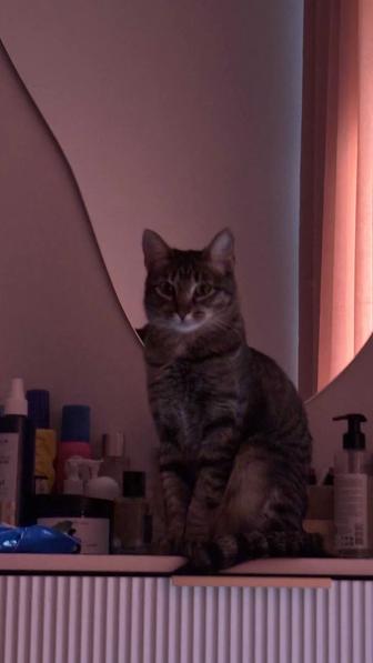 Кошка Мотти