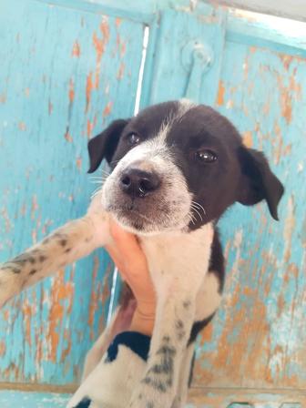 Отдам щенка в добрые руки