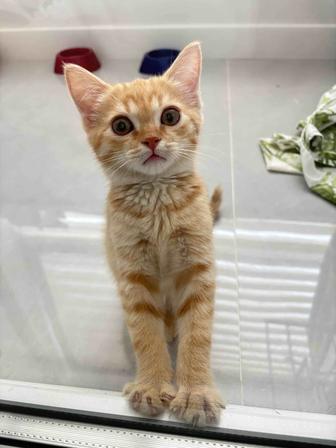 Котенок мальчик