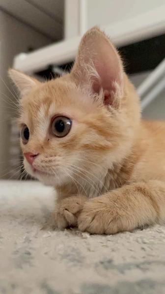 Котенок мальчик