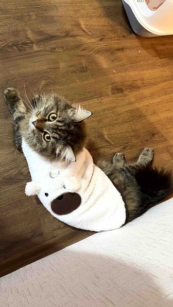 Продается кот породы сибирская