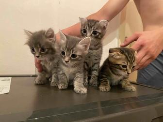 Отдам котят в добрые руки