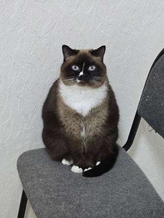 Отдам двух кошек