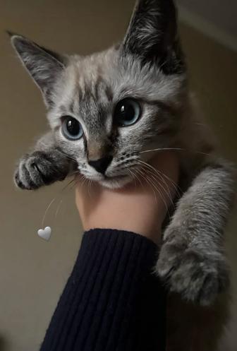 Котенок сиамский