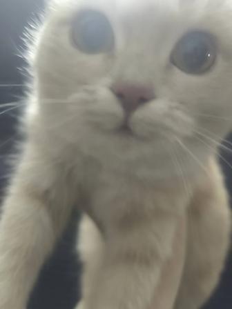 Отдам котят в хорошие руки.