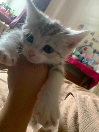 котенок