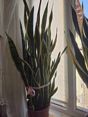 Алоэ Вера,Сансевиерия,каланхоэ