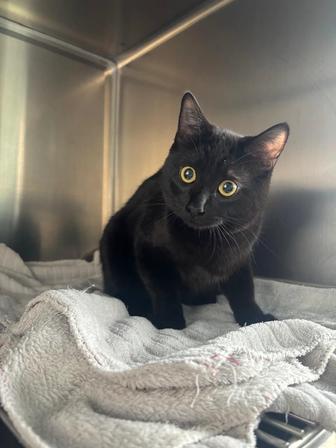 Отдам котика в добрые руки