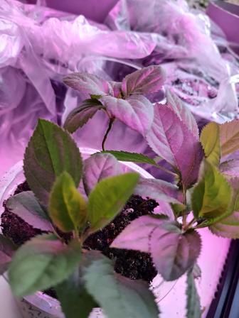 Продажа рассады.