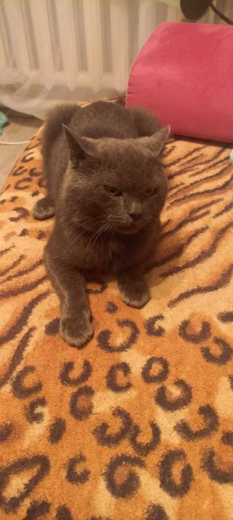 Возьму котенка