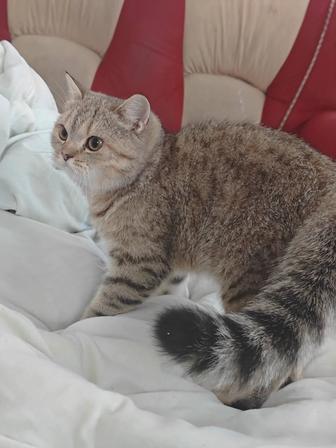 Кот мышық