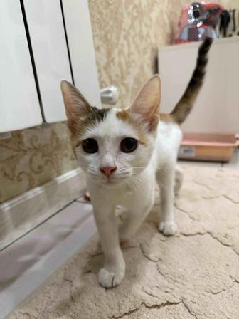 Котенок ищет семью