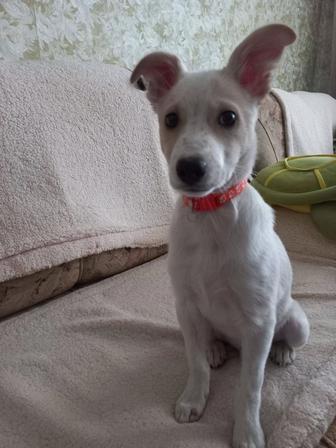 Собачка в добрые руки