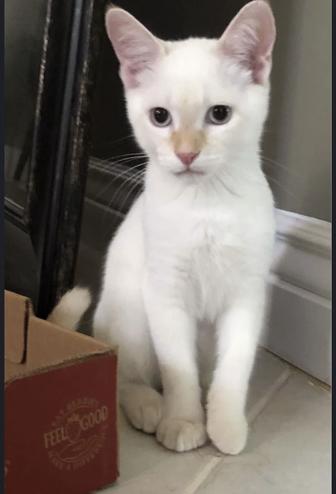 Отдам котят в хорошие руки