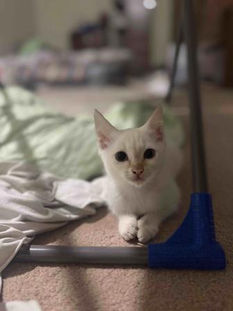 Отдам котят в хорошие руки