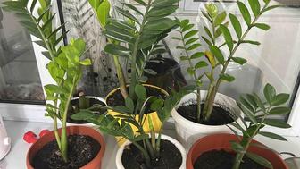 Продам долларовое дерево