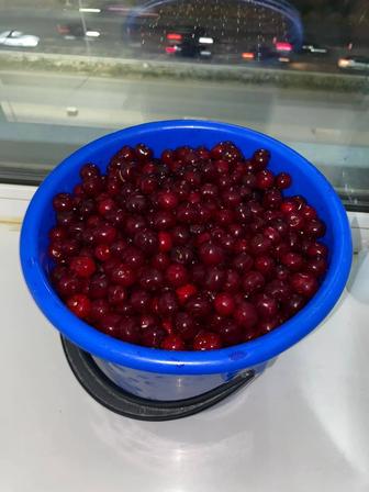 Вишня дачная свежая