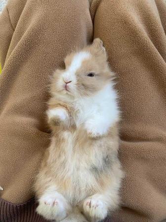 Кролик қоян