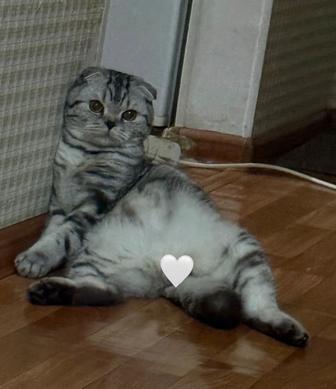 связка котов